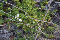 Drosera pallida