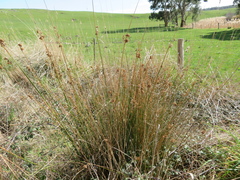 Juncus pallidus