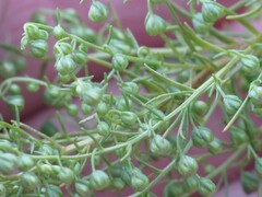 Artemisia dracunculus