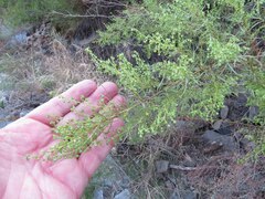 Artemisia dracunculus