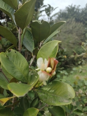 Eugenia brasiliensis