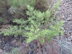 Artemisia dracunculus