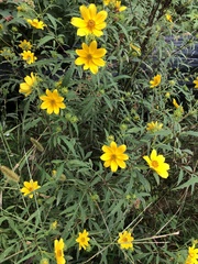 Bidens aristosa