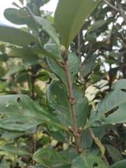 Eugenia brasiliensis