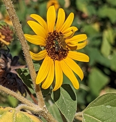 Agapostemon texanus
