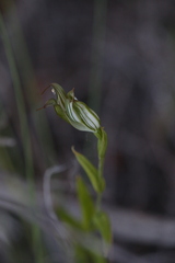 Pterostylis recurva