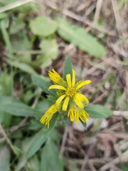 Erysimum cheiranthoides