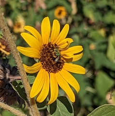 Agapostemon texanus