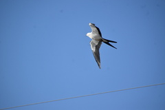 Elanoides forficatus