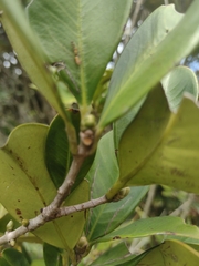 Eugenia brasiliensis
