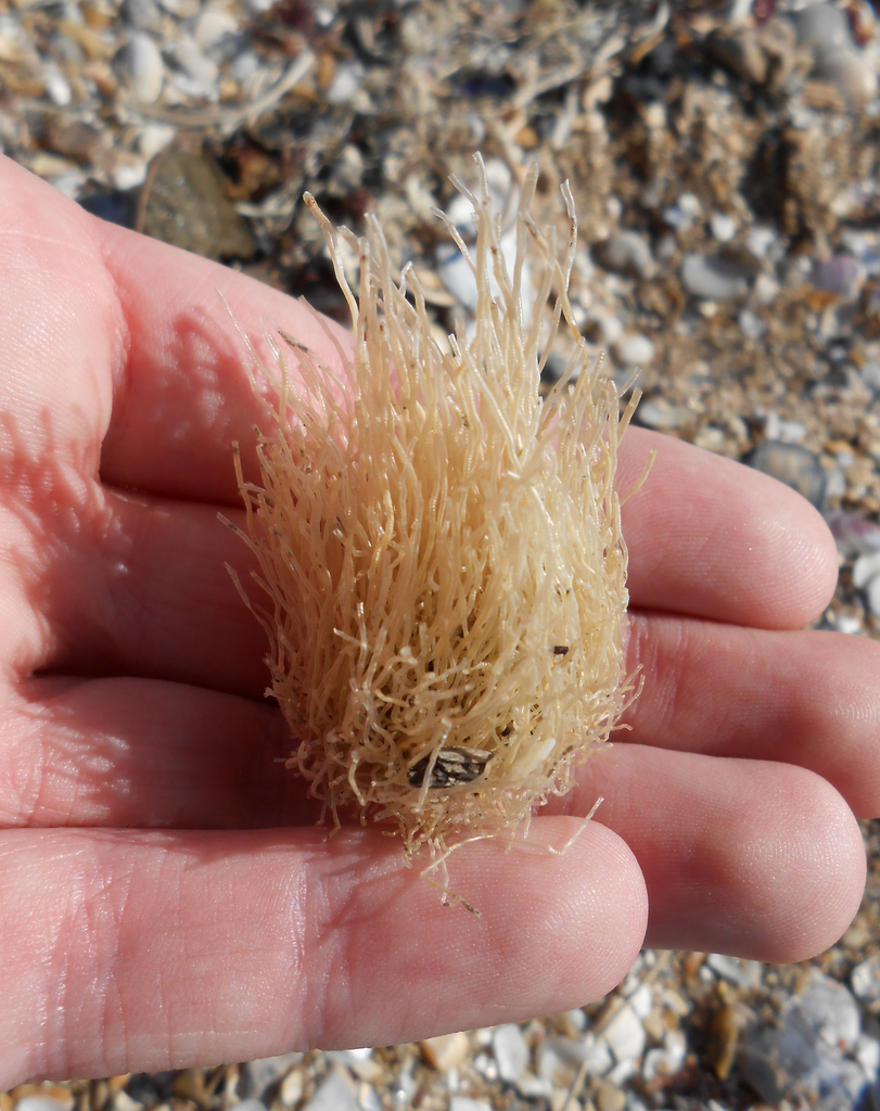 pinkmouth hydroid