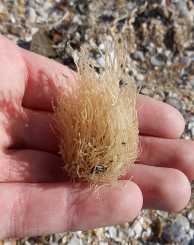 pinkmouth hydroid