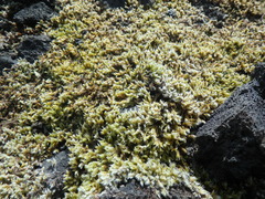 Racomitrium lanuginosum