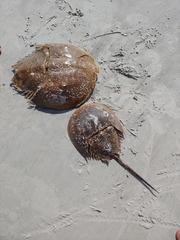 Limulus polyphemus