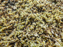 Racomitrium lanuginosum