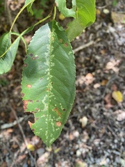 Prunus serotina