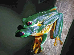 Agalychnis callidryas