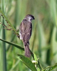 Sporophila pileata