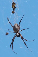 Trichonephila edulis
