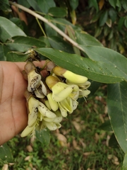 Mucuna