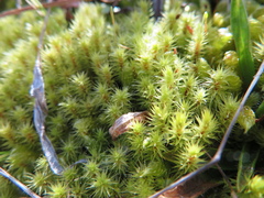 Breutelia