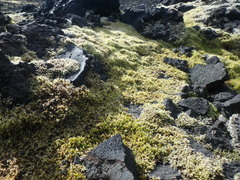 Racomitrium lanuginosum