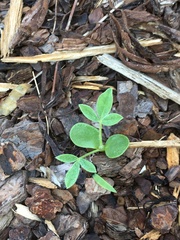 Lupinus texensis