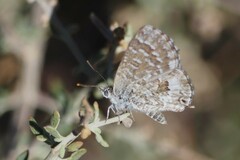 Theclinesthes serpentata