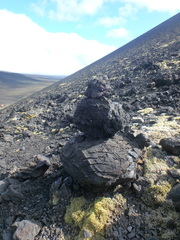 Racomitrium lanuginosum