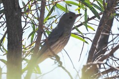 Pachycephala rufiventris