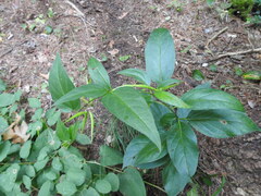 Vincetoxicum rossicum