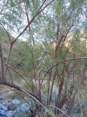 Tamarix