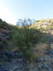 Tamarix