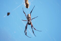 Trichonephila edulis