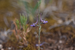 Delphinium peregrinum