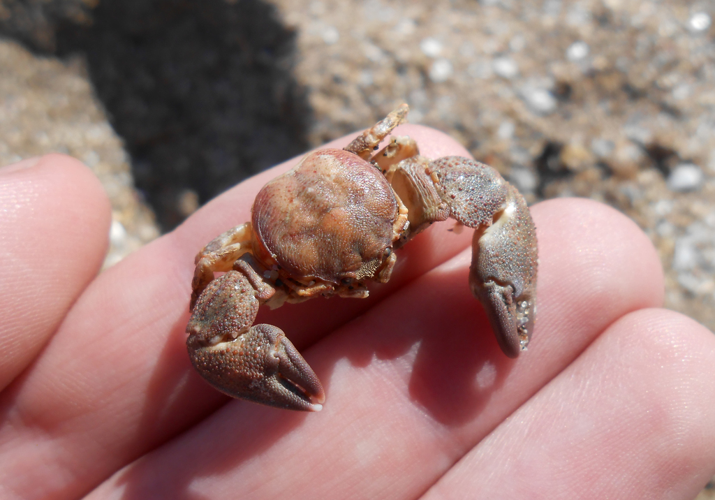 Pachycheles laevidactylus