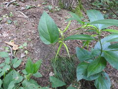 Vincetoxicum rossicum