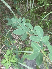 Grona heterocarpos strigosa
