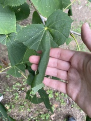 Pantographa limata