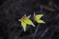 Caladenia flava flava
