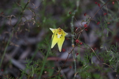 Caladenia flava flava
