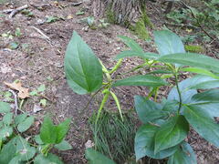 Vincetoxicum rossicum