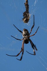 Trichonephila edulis