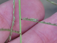 Leptochloa panicea