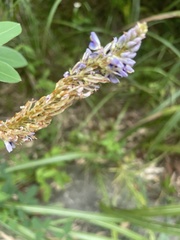 Grona heterocarpos strigosa