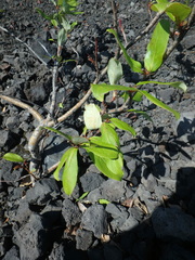 Populus suaveolens