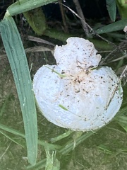 Neolentinus lepideus