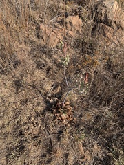Aloe greatheadii