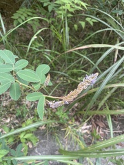 Grona heterocarpos strigosa