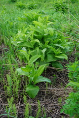 Veratrum